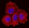 Integrin Subunit Beta 5 antibody, BAF3824, R&D Systems, Immunofluorescence image 