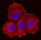 Integrin Subunit Beta 5 antibody, BAF3824, R&D Systems, Immunofluorescence image 