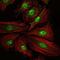 CAMP Responsive Element Binding Protein 1 antibody, GTX60431, GeneTex, Immunofluorescence image 