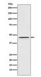 Protein DEK antibody, M04410-1, Boster Biological Technology, Western Blot image 