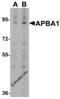 Amyloid beta A4 precursor protein-binding family A member 1 antibody, 6925, ProSci Inc, Western Blot image 