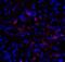 Lymphocyte Activating 3 antibody, RF16084, ProSci, Immunofluorescence image 