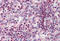Spi-1 Proto-Oncogene antibody, MBS247864, MyBioSource, Immunohistochemistry frozen image 