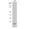 Pleckstrin Homology Like Domain Family A Member 3 antibody, LS-C385473, Lifespan Biosciences, Western Blot image 