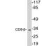 CD8b Molecule antibody, LS-C199806, Lifespan Biosciences, Western Blot image 