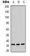 Immune receptor expressed on myeloid cells 1 antibody, abx133775, Abbexa, Western Blot image 