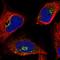 Oxysterol-binding protein 1 antibody, HPA039227, Atlas Antibodies, Immunofluorescence image 