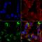 Autophagy And Beclin 1 Regulator 1 antibody, LS-C775868, Lifespan Biosciences, Immunocytochemistry image 