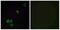 Olfactory Receptor Family 2 Subfamily G Member 3 antibody, A16877, Boster Biological Technology, Immunofluorescence image 