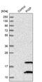Phosphatidylinositol Glycan Anchor Biosynthesis Class P antibody, PA5-55464, Invitrogen Antibodies, Western Blot image 