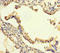 Semaphorin 5A antibody, LS-C395665, Lifespan Biosciences, Immunohistochemistry paraffin image 