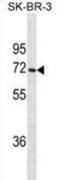 Cytochrome P450 Family 1 Subfamily A Member 2 antibody, abx025440, Abbexa, Western Blot image 