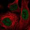 E1A Binding Protein P400 antibody, NBP2-55019, Novus Biologicals, Immunofluorescence image 