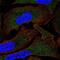 Mov10 RISC Complex RNA Helicase antibody, PA5-65103, Invitrogen Antibodies, Immunofluorescence image 