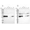 Annexin A3 antibody, NBP1-90154, Novus Biologicals, Western Blot image 