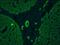 Keratin 5 antibody, NBP1-97730, Novus Biologicals, Immunocytochemistry image 