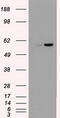 Nuclear Receptor Binding Protein 1 antibody, CF500461, Origene, Western Blot image 