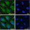 Notch Receptor 2 antibody, NBP2-62560, Novus Biologicals, Immunofluorescence image 