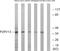 Purinergic Receptor P2Y13 antibody, A08207, Boster Biological Technology, Western Blot image 