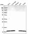 Dynein Light Chain LC8-Type 1 antibody, NBP2-58509, Novus Biologicals, Western Blot image 