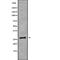 Claudin 18 antibody, abx149385, Abbexa, Western Blot image 