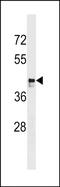  antibody, PA5-48850, Invitrogen Antibodies, Western Blot image 