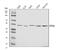 Cytochrome P450 Family 2 Subfamily C Member 8 antibody, A01179-2, Boster Biological Technology, Western Blot image 