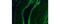 Collagen Type IV Alpha 1 Chain antibody, 53-9871-80, Invitrogen Antibodies, Immunofluorescence image 