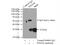 Proteasome Subunit Alpha 6 antibody, 11573-1-AP, Proteintech Group, Immunoprecipitation image 