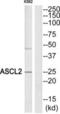 Achaete-Scute Family BHLH Transcription Factor 2 antibody, abx013768, Abbexa, Western Blot image 