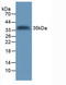 Transmembrane Protein With EGF Like And Two Follistatin Like Domains 2 antibody, LS-C315033, Lifespan Biosciences, Western Blot image 