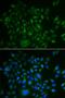 Kinectin 1 antibody, orb373295, Biorbyt, Immunofluorescence image 