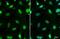 MRE11 Homolog, Double Strand Break Repair Nuclease antibody, NB100-473, Novus Biologicals, Immunofluorescence image 