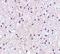 Mortality Factor 4 Like 1 antibody, NBP1-76809, Novus Biologicals, Immunohistochemistry frozen image 