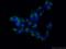Sulfated glycoprotein 1 antibody, 10801-1-AP, Proteintech Group, Immunofluorescence image 