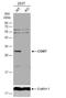Catechol-O-Methyltransferase antibody, NBP2-15954, Novus Biologicals, Western Blot image 
