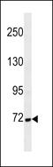 Cortactin antibody, LS-C166959, Lifespan Biosciences, Western Blot image 