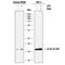 Interleukin 37 antibody, AF1975, R&D Systems, Western Blot image 