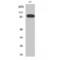 Rho guanine nucleotide exchange factor 19 antibody, LS-C382110, Lifespan Biosciences, Western Blot image 