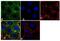 Prolactin Receptor antibody, 35-9200, Invitrogen Antibodies, Immunofluorescence image 