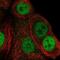 Ubiquitin Like With PHD And Ring Finger Domains 1 antibody, NBP2-13504, Novus Biologicals, Immunofluorescence image 