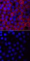 Vav Guanine Nucleotide Exchange Factor 1 antibody, MAB37861, R&D Systems, Immunofluorescence image 