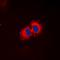 Aldehyde Dehydrogenase 1 Family Member A2 antibody, orb235005, Biorbyt, Immunofluorescence image 