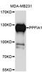 PTPRF Interacting Protein Alpha 1 antibody, STJ25072, St John