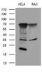 Fc Receptor Like B antibody, M12076, Boster Biological Technology, Western Blot image 