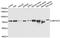 CBFA2/RUNX1 Partner Transcriptional Co-Repressor 2 antibody, PA5-77105, Invitrogen Antibodies, Western Blot image 