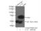 Chaperonin Containing TCP1 Subunit 3 antibody, 10571-1-AP, Proteintech Group, Immunoprecipitation image 