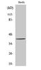 Zinc Binding Alcohol Dehydrogenase Domain Containing 2 antibody, A13201-1, Boster Biological Technology, Western Blot image 