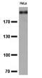 KI-67 antibody, TA802544S, Origene, Western Blot image 