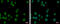 Docking Protein 2 antibody, GTX101577, GeneTex, Immunocytochemistry image 